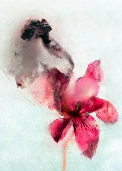 Photograph Michel Bochet Merand R I P Orchys on One Eyeland